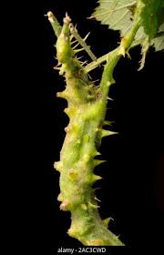 Attēlu rezultāti vaicājumam “Diastrophus rubi”