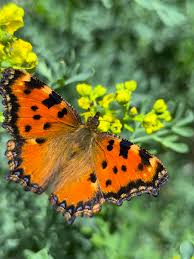 Attēlu rezultāti vaicājumam “Nymphalis polychloros”