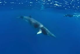 Image result for Balaenoptera acutorostrata