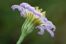 Attēlu rezultāti vaicājumam “Symphyotrichum x salignum”