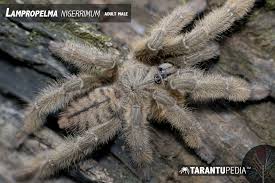 Attēlu rezultāti vaicājumam “Lamproderma nigrescens”