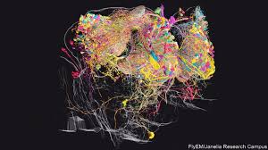Image result for map of the brain