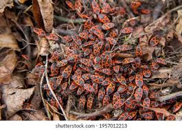 Attēlu rezultāti vaicājumam “Pyrrhocoris apterus imago”