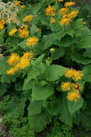 Image result for Telekia speciosa