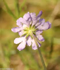 Image result for Scabiosa canescens