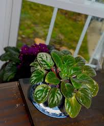 Image result for Saintpaulia ionantha Culitvar