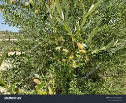 Attēlu rezultāti vaicājumam “Salix triandra fruit”