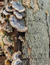 Attēlu rezultāti vaicājumam “Trametes versicolor”