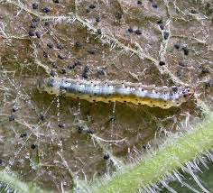 Attēlu rezultāti vaicājumam “Epermeniidae”