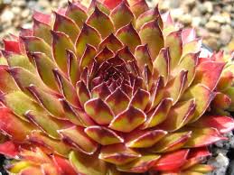 Attēlu rezultāti vaicājumam “Jovibarba globifera bud”