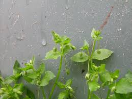 Attēlu rezultāti vaicājumam “Stellaria longifolia leaf”