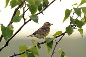 Image result for Emberiza rustica