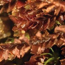 Attēlu rezultāti vaicājumam “Lophozia excisa”