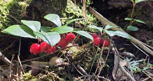 Attēlu rezultāti vaicājumam “Moneses uniflora fruit”