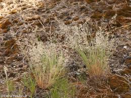 Attēlu rezultāti vaicājumam “Corynephorus canescens fruit”