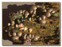 Attēlu rezultāti vaicājumam “Lycogala exiguum aggr. spores”