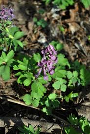 Attēlu rezultāti vaicājumam “Corydalis intermedia leaf”