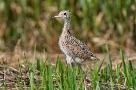 Attēlu rezultāti vaicājumam “Lamproderma nigrescens young”