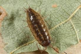 Attēlu rezultāti vaicājumam “Ligidium hypnorum”