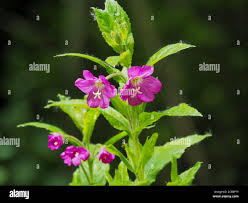 Attēlu rezultāti vaicājumam “Epilobium hirsutum leaf”