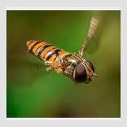 Attēlu rezultāti vaicājumam “Episyrphus balteatus”