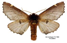 Attēlu rezultāti vaicājumam “Odontosia carmelita”