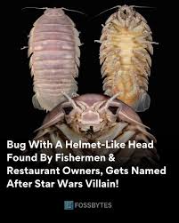 Image result for Seabug Divers