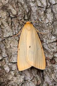 Attēlu rezultāti vaicājumam “Cybosia mesomella”