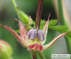 Attēlu rezultāti vaicājumam “Geranium bohemicum fruit”