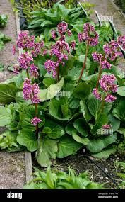 Attēlu rezultāti vaicājumam “Bergenia crassifolia flower”