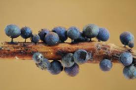 Attēlu rezultāti vaicājumam “Lamproderma pulchellum macro”