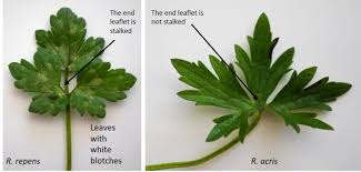 Attēlu rezultāti vaicājumam “Ranunculus repens leaf”