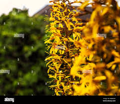 Attēlu rezultāti vaicājumam “Ligularia sibirica flower”