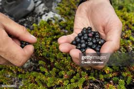 Attēlu rezultāti vaicājumam “Empetrum nigrum fruit”