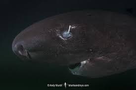 Image result for Somniosus pacificus