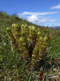 Attēlu rezultāti vaicājumam “Huperzia selago”