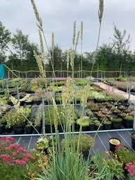 Attēlu rezultāti vaicājumam “Koeleria glauca flower”