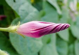 Attēlu rezultāti vaicājumam “Armeria vulgaris bud”