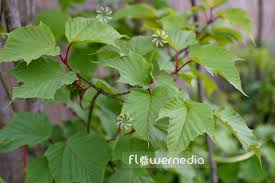 Attēlu rezultāti vaicājumam “Acer rufinerve flower”