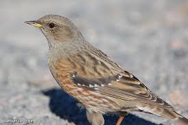 Image result for Prunella collaris