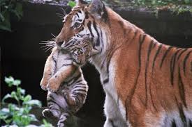 Afbeeldingsresultaat voor tijgers