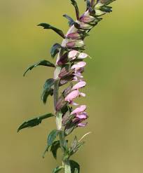 Attēlu rezultāti vaicājumam “Odontites vulgaris flower”