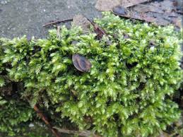 Attēlu rezultāti vaicājumam “Brachythecium rutabulum sporophyte”
