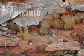 Attēlu rezultāti vaicājumam “Exidia saccharina”