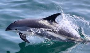 Image result for Leucopleurus acutus