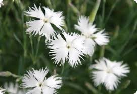 Attēlu rezultāti vaicājumam “Dianthus arenarius”