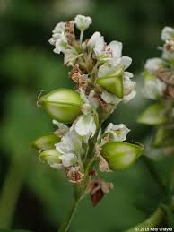Attēlu rezultāti vaicājumam “Fagopyrum esculentum flower”
