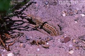 Attēlu rezultāti vaicājumam “Lacerta agilis female”