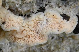 Attēlu rezultāti vaicājumam “Phlebia tremellosa”