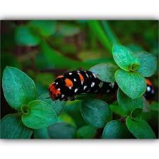 Attēlu rezultāti vaicājumam “Phragmatobia fuliginosa imago”